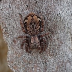 Servaea sp. (genus) (Unidentified Servaea jumping spider) at Majura, ACT - 12 Dec 2020 by Ghostbat