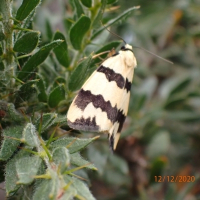 Termessa laeta (Termessa laeta) at Majura, ACT - 12 Dec 2020 by Ghostbat