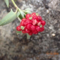 Einadia nutans at Majura, ACT - 12 Dec 2020