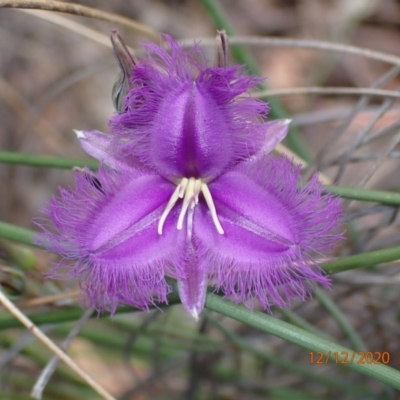 Thysanotus tuberosus subsp. tuberosus (Common Fringe-lily) at Mount Ainslie - 12 Dec 2020 by FeralGhostbat