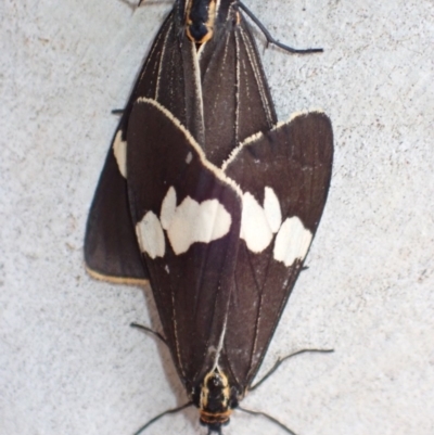 Nyctemera amicus (Senecio Moth, Magpie Moth, Cineraria Moth) at Majura, ACT - 12 Dec 2020 by FeralGhostbat