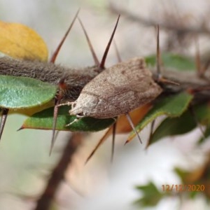 Heliocausta undescribed species at Majura, ACT - 12 Dec 2020