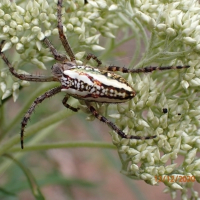Plebs bradleyi (Enamelled spider) at Mount Ainslie - 12 Dec 2020 by FeralGhostbat