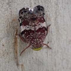 Platybrachys decemmacula (Green-faced gum hopper) at Majura, ACT - 12 Dec 2020 by Bugologist