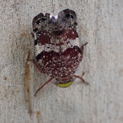 Platybrachys decemmacula (Green-faced gum hopper) at Majura, ACT - 12 Dec 2020 by FeralGhostbat