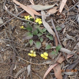 Goodenia hederacea at Majura, ACT - 12 Dec 2020