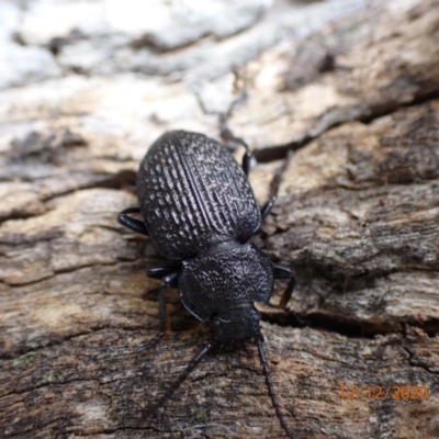 Adelium porcatum (Darkling Beetle) at Majura, ACT - 12 Dec 2020 by Ghostbat