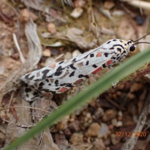 Utetheisa pulchelloides at Majura, ACT - 12 Dec 2020 03:12 PM