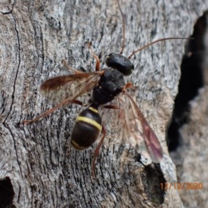 Trigonalidae (family) at Majura, ACT - 12 Dec 2020