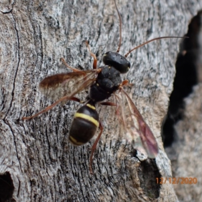 Trigonalidae (family) (Trigonalid wasp) at Majura, ACT - 12 Dec 2020 by Ghostbat