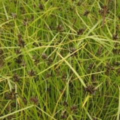 Cyperus sanguinolentus (A Sedge) at Holt, ACT - 12 Dec 2020 by pinnaCLE