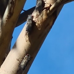 Psaltoda moerens (Redeye cicada) at Molonglo Valley, ACT - 10 Dec 2020 by galah681