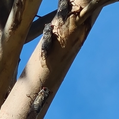 Psaltoda moerens (Redeye cicada) at Molonglo Valley, ACT - 10 Dec 2020 by galah681