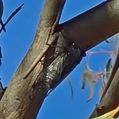 Psaltoda moerens at Molonglo Valley, ACT - 10 Dec 2020