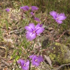 Thysanotus tuberosus subsp. tuberosus (Common Fringe-lily) at Holt, ACT - 12 Dec 2020 by pinnaCLE