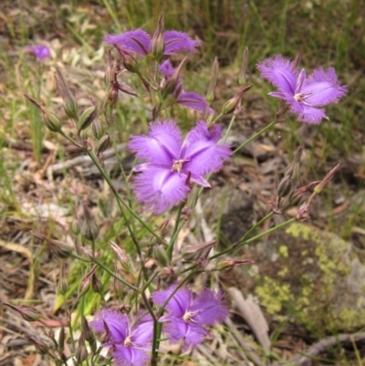 Thysanotus tuberosus subsp. tuberosus (Common Fringe-lily) at Holt, ACT - 12 Dec 2020 by pinnaCLE