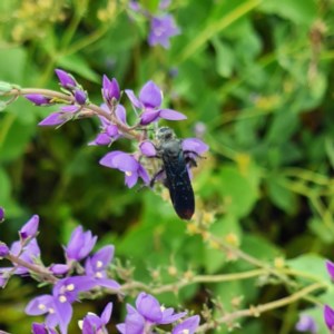 Austroscolia soror at Molonglo Valley, ACT - 12 Nov 2020