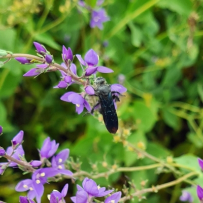 Austroscolia soror (Blue Flower Wasp) at Molonglo Valley, ACT - 12 Nov 2020 by galah681