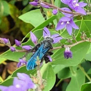 Austroscolia soror at Molonglo Valley, ACT - 12 Nov 2020