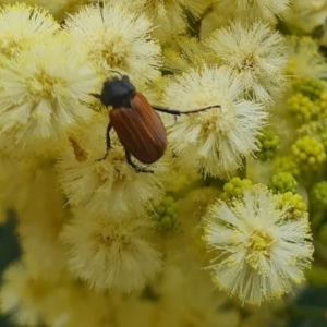 Phyllotocus rufipennis at Molonglo Valley, ACT - 12 Nov 2020