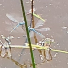 Coenagrionidae (family) (pond damsel) at Molonglo Valley, ACT - 19 Nov 2020 by galah681