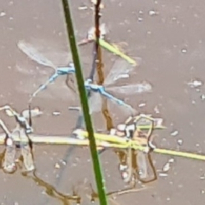 Coenagrionidae (family) (Unidentified damselfly) at Molonglo Valley, ACT - 19 Nov 2020 by galah681