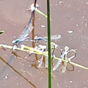 Coenagrionidae (family) at National Arboretum Forests - 19 Nov 2020