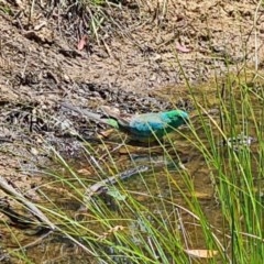 Psephotus haematonotus (Red-rumped Parrot) at Molonglo Valley, ACT - 19 Nov 2020 by galah681