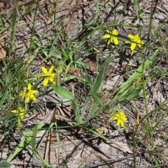 Tricoryne elatior (Yellow Rush Lily) at Molonglo Valley, ACT - 19 Nov 2020 by galah681