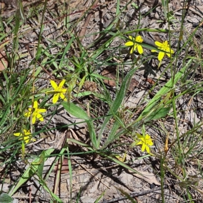 Tricoryne elatior (Yellow Rush Lily) at National Arboretum Forests - 19 Nov 2020 by galah681