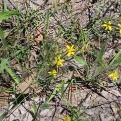 Tricoryne elatior at Molonglo Valley, ACT - 19 Nov 2020