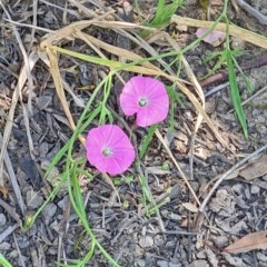 Convolvulus angustissimus subsp. angustissimus (Australian Bindweed) at Molonglo Valley, ACT - 19 Nov 2020 by galah681