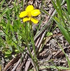 Goodenia pinnatifida (Scrambled Eggs) at National Arboretum Forests - 19 Nov 2020 by galah681