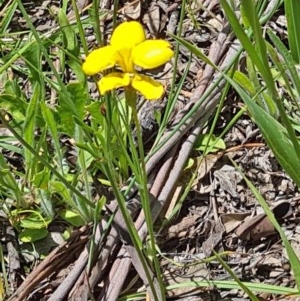 Goodenia pinnatifida at Molonglo Valley, ACT - 19 Nov 2020 12:02 PM