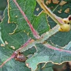 Paropsisterna m-fuscum (Eucalyptus Leaf Beetle) at Molonglo Valley, ACT - 24 Nov 2020 by galah681