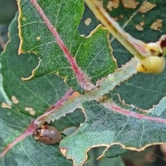 Paropsisterna m-fuscum (Eucalyptus Leaf Beetle) at National Arboretum Forests - 24 Nov 2020 by galah681