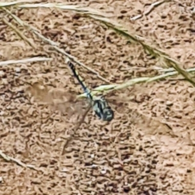 Unverified Dragonfly (Anisoptera) at National Arboretum Forests - 25 Nov 2020 by galah681