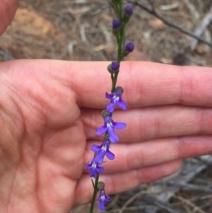 Lobelia browniana at Majura, ACT - 12 Dec 2020