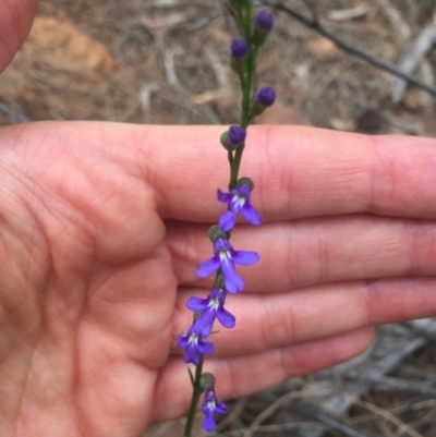 Lobelia browniana at Majura, ACT - 12 Dec 2020 by WalterEgo