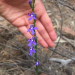 Lobelia browniana at Majura, ACT - 12 Dec 2020