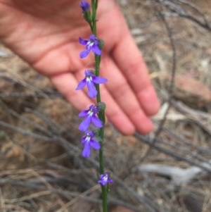 Lobelia browniana at Majura, ACT - 12 Dec 2020