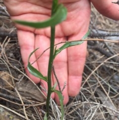 Lobelia browniana at Majura, ACT - 12 Dec 2020