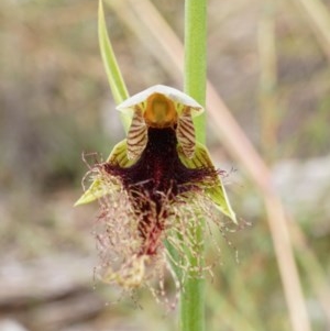 Calochilus therophilus at Watson, ACT - 12 Dec 2020