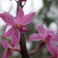 Dipodium roseum (Rosy Hyacinth Orchid) at Watson, ACT - 5 Dec 2020 by shoko