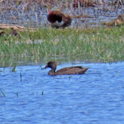 Stictonetta naevosa (Freckled Duck) at Fyshwick, ACT - 11 Dec 2020 by RodDeb