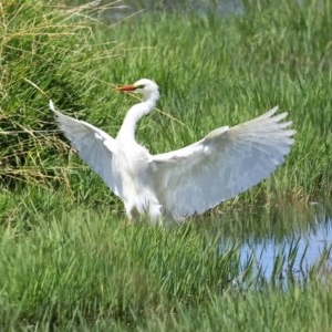 Ardea plumifera at Fyshwick, ACT - 11 Dec 2020