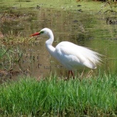 Ardea plumifera at Fyshwick, ACT - 11 Dec 2020