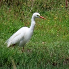 Ardea plumifera at Fyshwick, ACT - 11 Dec 2020