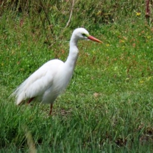 Ardea plumifera at Fyshwick, ACT - 11 Dec 2020