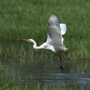 Ardea plumifera at Fyshwick, ACT - 11 Dec 2020